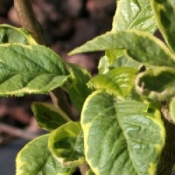 Halesia monticola 'Variegata'