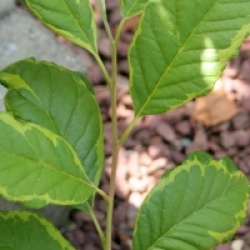 Halesia monticola 'Variegata'