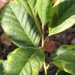 Halesia monticola 'Variegata'