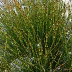 Equisetum scirpoides - Pr�le mignonne
