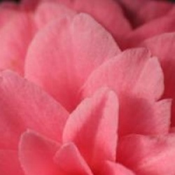 Camellia japonica 'Mrs Tingley'