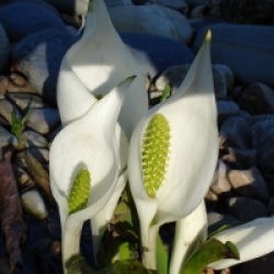 Lysichiton camtschatcensis