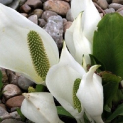 Lysichiton camtschatcensis - Arum bananier blanc 