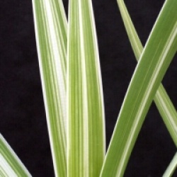 Typha latifolia 'Variegata' - Masette panach�