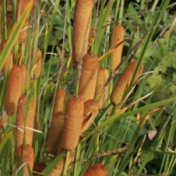 Typha minima