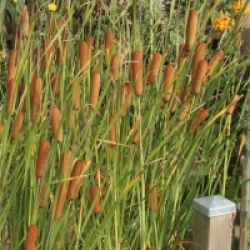 Typha minima