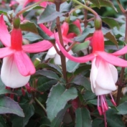 Fuchsia 'Alice Hoffman'