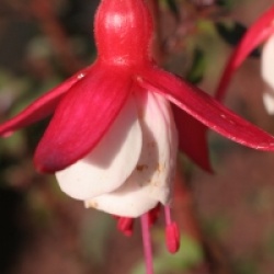 Fuchsia 'Alice Hoffman'
