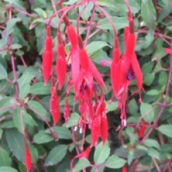 Fuchsia magellanica 'Riccartonii' - Fuchsia Ricartonii
