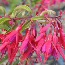 Fuchsia magellanica 'Riccartonii'