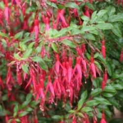 Fuchsia magellanica 'Riccartonii'