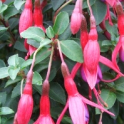Fuchsia 'Tom Thumb' - Fuchsia Tom Thumb