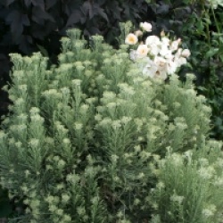 Ozothamnus rosmarinifolius 'Silver Jubilee'