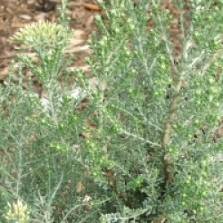 Ozothamnus rosmarinifolius 'Silver Jubilee'