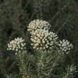 Ozothamnus rosmarinifolius 'Silver Jubilee'