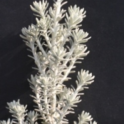 Ozothamnus rosmarinifolius 'Silver Jubilee' - Helichrysum Silver Jubilee