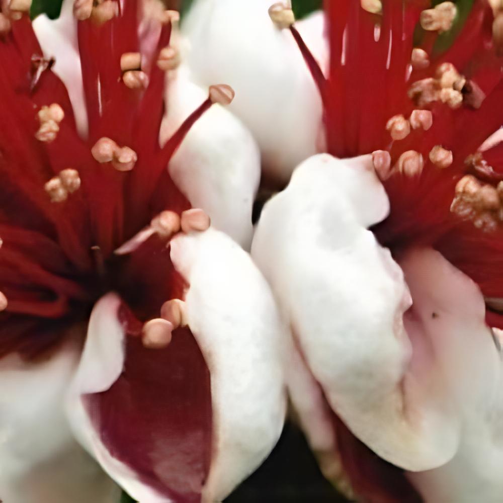 Acca sellowiana - Goyavier de Montevideo, Feijoa
