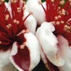 Acca sellowiana - Goyavier de Montevideo, Feijoa