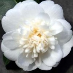 Camellia japonica 'Nobilissima'