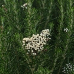 Ozothamnus rosmarinifolius 'Silver Jubilee'