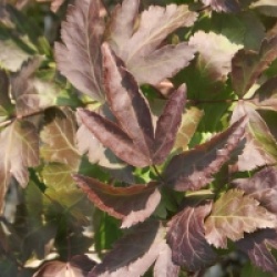 Xanthorhiza simplicissima - Xanthorhiza simplicissima