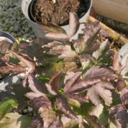 Xanthorhiza simplicissima