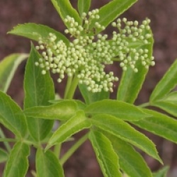 Sambucus hookeri  - Sureau persistant Hookeri