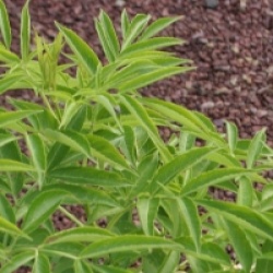 Sambucus hookeri 