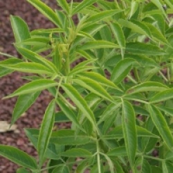 Sambucus hookeri 