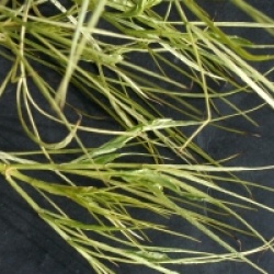 Sambucus nigra 'Linearis'