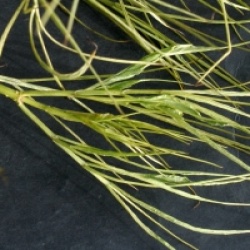 Sambucus nigra 'Linearis'