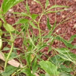 Sambucus nigra 'Linearis'