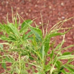 Sambucus nigra 'Linearis'