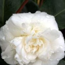 Camellia japonica 'Nobilissima'