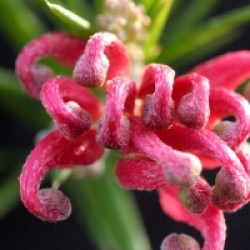 Grevillea Cambera Gem