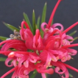 Grevillea 'Cambera Gem'
