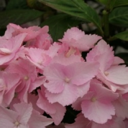 Hydrangea serrata 'Cap Sizun' 