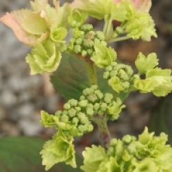 Hydrangea serrata 'Cap Sizun' 