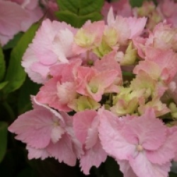 Hydrangea serrata 'Cap Sizun' 