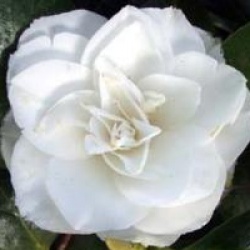 Camellia japonica 'Nuccio's Gem' - Cam�lia du Japon Nuccio's Gem
