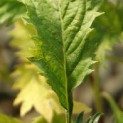 Hortensia Green Dragon