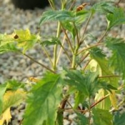 Hydrangea arborescens 'Emerald Lace' 