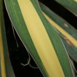 Yucca Golden Sword