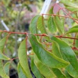 Sapindus mukorossi - Arbre � savon