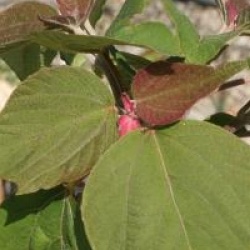 Mallotus japonicus  - Mallotus du Japon