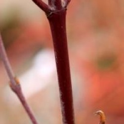 Cornus alba Red Gnome 'Regnzam'