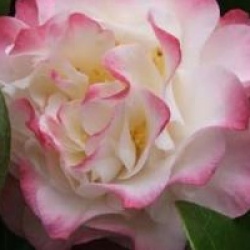 Camellia japonica 'Nuccio's Jewel' - Cam�lia du Japon Nuccio's Jewel