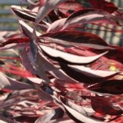 Cornus alba Red Gnome 'Regnzam'