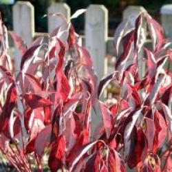 Cornus alba Red Gnome 'Regnzam'