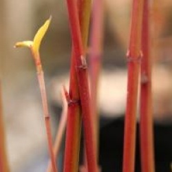 Cornus alba Red Gnome 'Regnzam'
